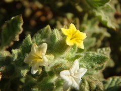 Heliotropium arbainense