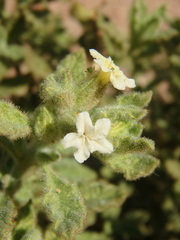 Heliotropium arbainense