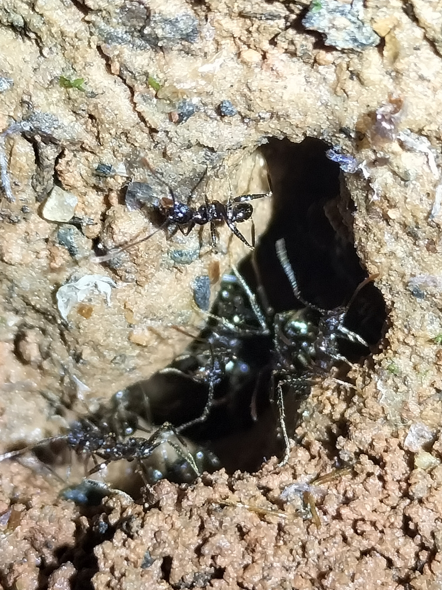 Pheidole impressiceps