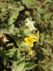 Heliotropium arbainense