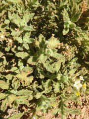 Heliotropium arbainense