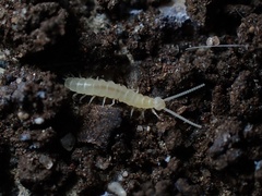 Symphyla