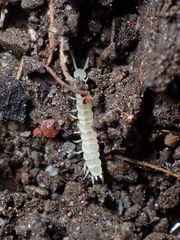 Symphyla