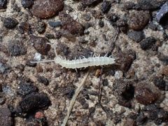 Symphyla