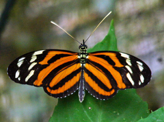Heliconius ismenius