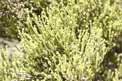 Erica tristis