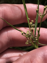 Gingidia harveyana