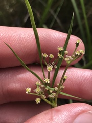 Gingidia harveyana