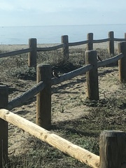 Bucanetes githagineus