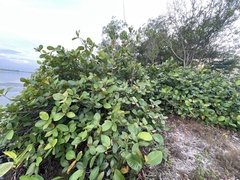 Dillenia suffruticosa