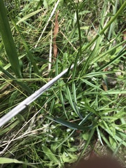 Gingidia harveyana