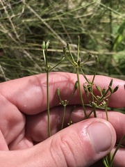 Gingidia harveyana