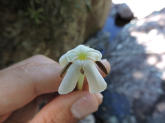 Posoqueria latifolia