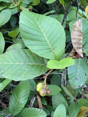 Dillenia suffruticosa