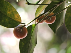 Posoqueria latifolia