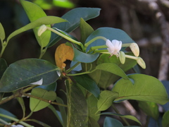 Posoqueria latifolia
