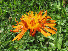Crepis aurea