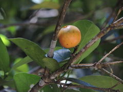 Posoqueria latifolia