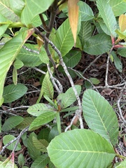 Dillenia suffruticosa