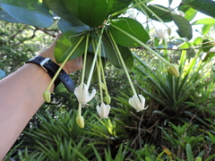 Posoqueria latifolia