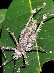 Phricta spinosa