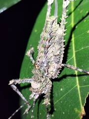 Phricta spinosa