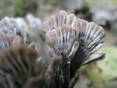 Thelephora anthocephala