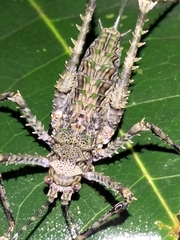 Phricta spinosa