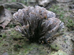 Thelephora anthocephala