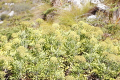 Notobubon galbanum
