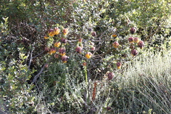 Liparia splendens splendens