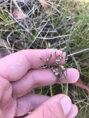 Gingidia harveyana
