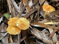 Marasmius vagus