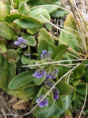 Ajuga australis