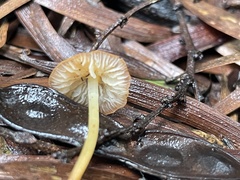 Marasmius vagus