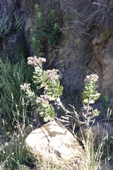 Senecio rigidus
