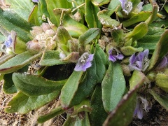 Ajuga australis