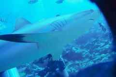 Carcharhinus amblyrhynchos