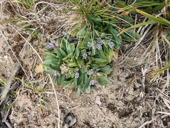 Ajuga australis