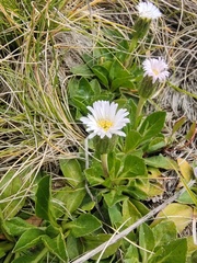 Pappochroma bellidioides