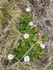 Pappochroma bellidioides