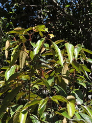 Nectandra oppositifolia