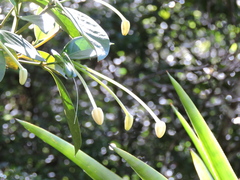 Posoqueria latifolia