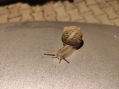 Cornu aspersum