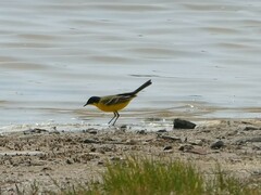 Motacilla flava feldegg