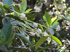 Posoqueria latifolia