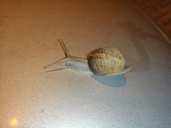 Cornu aspersum