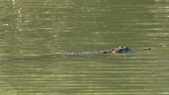 Crocodylus johnstoni