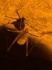 Hadenoecus subterraneus