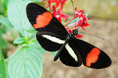 Heliconius melpomene